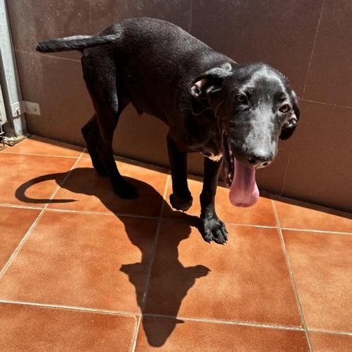 ACE: Damon doet alles om je aandacht te kunnen hebben, Dieren en Toebehoren, Honden | Niet-rashonden, Groot, Reu, Particulier