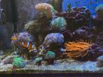 Euphyllia Hamer Koraal te koop., Dieren en Toebehoren, Ophalen, Gevuld zeewateraquarium