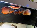 Xl oscar/pauwoog,gibiceps,decor, Dieren en Toebehoren, Karper of Koi
