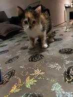 Supper lieven kitten, Dieren en Toebehoren, Katten en Kittens | Overige Katten, Poes