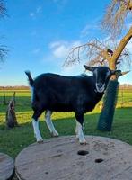 Geitenbok te koop, Mannelijk, Geit, 0 tot 2 jaar