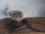 Struisvogel Jong taxidermi, Ophalen of Verzenden, Gebruikt, Opgezet dier