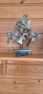 Jade bonsai boom, Bloeit niet, Overige soorten, Minder dan 100 cm, Ophalen