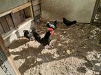 Fries hoen zwart 1 haan en 3 hennen, Dieren en Toebehoren, Pluimvee, Meerdere dieren, Kip