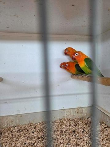 Opaline fischeries  beschikbaar voor biedingen