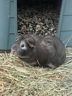 Cavia beertje, Cavia, Mannelijk, Juli, Tam