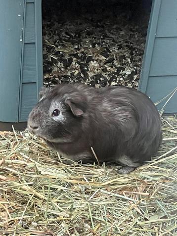 Cavia beertje beschikbaar voor biedingen