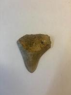 Megalodon Haaientand (2), Ophalen of Verzenden, Fossiel