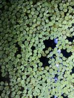drijfplant aquarium salvinia, Ophalen, Nieuw, Plant(en), Steen of Hout