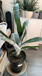 Vet plant €10, Huis en Inrichting, Kamerplanten, Ophalen, Halfschaduw, Minder dan 100 cm