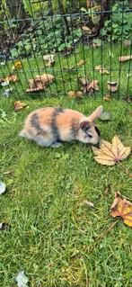 Dwergkonijn, Dieren en Toebehoren, Mannelijk, Dwerg