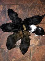 Boomer pups mogen het nest verlaten, Dieren en Toebehoren, 8 tot 15 weken, CDV (hondenziekte), Meerdere, Meerdere dieren