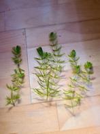 🌿Kleine stekjes van de "Grof hoornblad" aquariumplant🌿, Ophalen of Verzenden, Nieuw, Plant(en), Steen of Hout