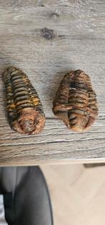 Trilobieten Fossielen - Prachtige Kleur, Verzamelen, Mineralen en Fossielen, Ophalen of Verzenden, Fossiel