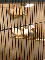 Jonge Zebravinken, Meerdere dieren