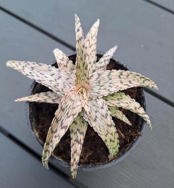 🪴 Aloe rauhii - 'Snowflake aloe' - P9 beschikbaar voor biedingen