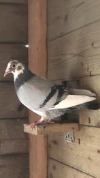 Mooie postduif, Dieren en Toebehoren, Vogels | Duiven, Vrouwelijk, Postduif