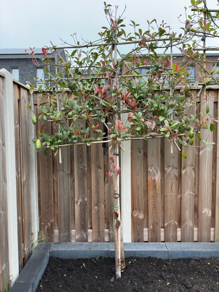 Glansmispel Leiboom "Red Robin" (Photinia Fraseri), Tuin en Terras, Planten | Bomen, Leiboom, 100 tot 250 cm, Halfschaduw, Lente