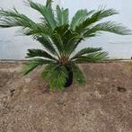Grote Cycas revoluta p24 OP=OP, Zomer, Vaste plant, Ophalen of Verzenden, Overige soorten