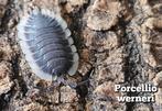 Porcellio werneri, Overige soorten
