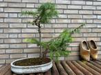 Larix bonsaiboom in schaal, Halfschaduw, Overige soorten, Minder dan 100 cm, Ophalen