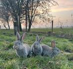 Vlaamse reus, Dieren en Toebehoren, Mannelijk, Groot