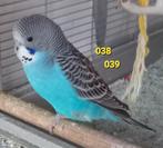 Split blackface/ Duits fallow, Dieren en Toebehoren, Meerdere dieren, Parkiet, Geringd