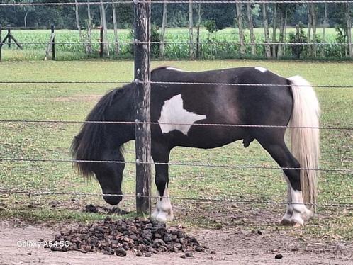 Prachtig  hengstje  en merrie veulentjes, Dieren en Toebehoren, Pony's, Merrie, Recreatiepony, 0 tot 2 jaar