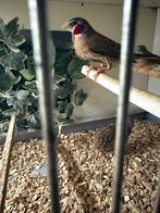 Bewezen koppel bandvinken, Dieren en Toebehoren, Vogels | Overige Vogels, Meerdere dieren