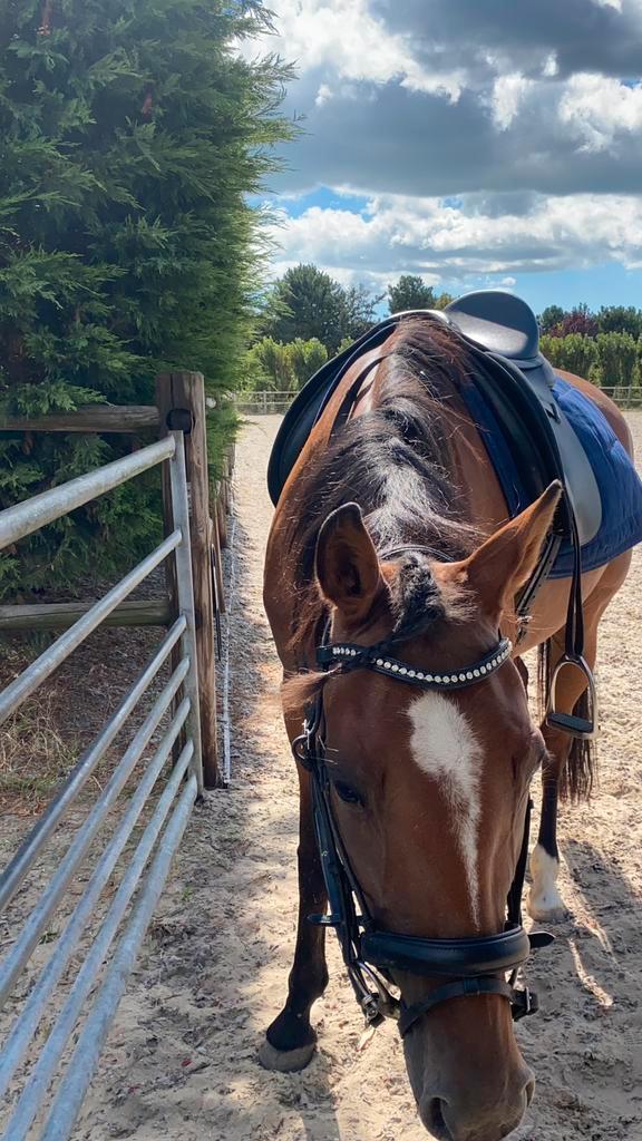 Verzorgster, bijrijdster, leaser gezocht, Dieren en Toebehoren, Paarden en Pony's | Verzorgingsproducten, Nieuw, Ophalen of Verzenden