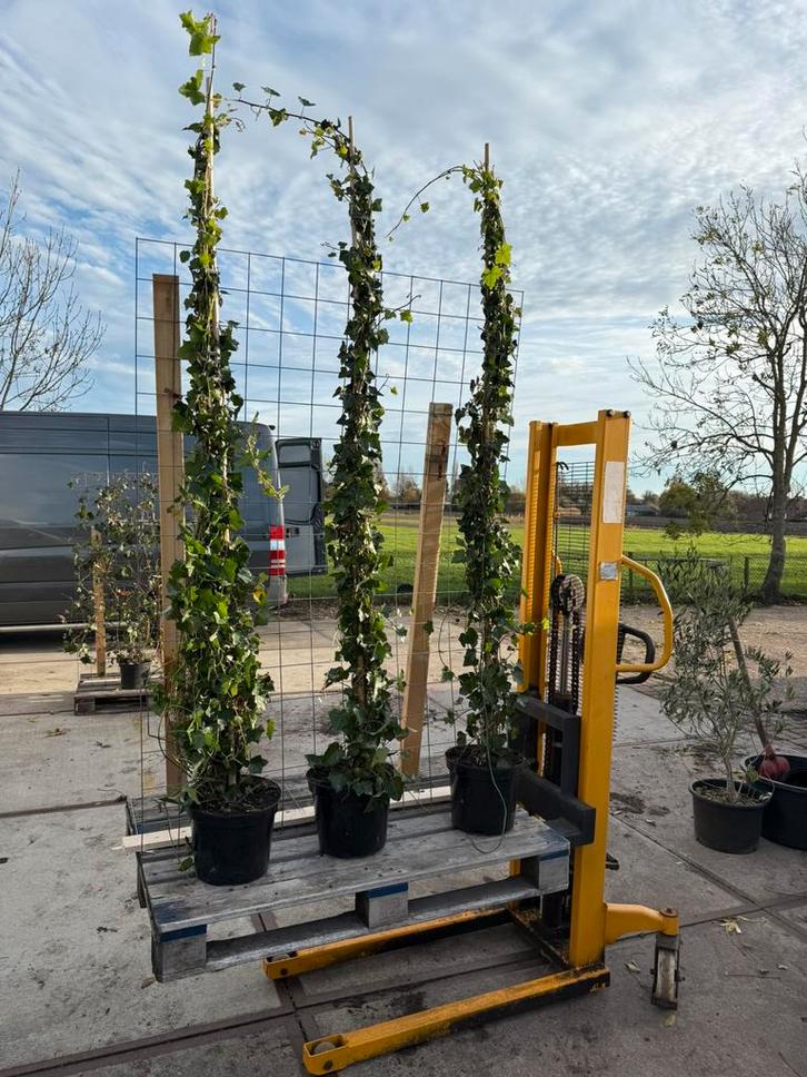 Hedera extra grote planten kwaliteit en gemak vind niet snel, Tuin en Terras, Planten | Tuinplanten, Vaste plant, Klimplanten