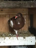 Dragoon_ King pigeon, Dieren en Toebehoren
