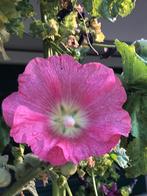 Zaden diverse kleuren stokroos, Ophalen of Verzenden, Volle zon