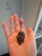 Jonge kleurmuisjes, Dieren en Toebehoren, Knaagdieren, Februari, Muis, Meerdere dieren, Tam