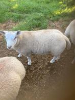 Mooie ram lammeren texelaar/swifter, Mannelijk, Schaap