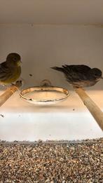 2 kanaries (fife fancy) pop 2024 en 2025, Dieren en Toebehoren, Vrouwelijk, Geringd