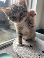 lieve kwart bengaalse kitten, Dieren en Toebehoren, Poes