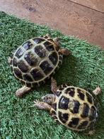 Koppeltje Russische vierteenschildpad, landschildpad, Schildpad