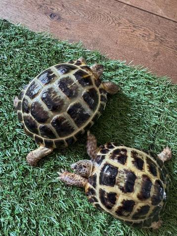 Koppeltje Russische vierteenschildpad, landschildpad beschikbaar voor biedingen
