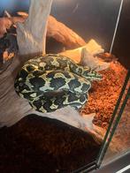 0.1 Morelia spilota cheynei (Tully localiteit), Dieren en Toebehoren, Hagedis, 7 tot 10 jaar