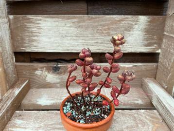 Sedum Stahlii beschikbaar voor biedingen