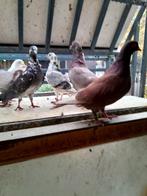 Te koop Sheffield Tipplers, Dieren en Toebehoren, Vogels | Duiven, Meerdere dieren, Overige soorten