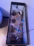 Chinese dwerghamster Dior + terrarium &  verzorgingsset, Hamster, Vrouwelijk, Mei, Tam