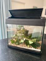 Wandelende takken met terrarium, Dieren en Toebehoren, Insecten en Spinnen, Wandelende tak