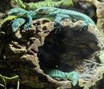 Varanus Prasinus 0.0.7, Dieren en Toebehoren, Reptielen en Amfibieën, Hagedis, Tam, 0 tot 2 jaar