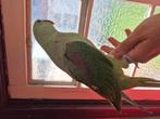 Grote Alexanderparkiet, Dieren en Toebehoren, Vogels | Parkieten en Papegaaien, Mannelijk, Papegaai, Geringd