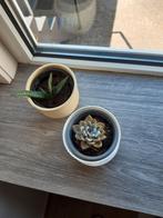 Kamerplant, Huis en Inrichting, Ophalen of Verzenden, Overige soorten, Minder dan 100 cm