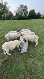 Lammeren, Dieren en Toebehoren, Schapen, Geiten en Varkens, Meerdere dieren, Schaap, 0 tot 2 jaar