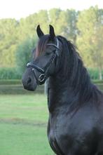 Super brave 3 jarig friese merrie, Dieren en Toebehoren, Paarden, Merrie, Dressuurpaard, 3 tot 6 jaar