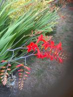 Crocosmia Lucifer Montbretia, Tuin en Terras, Ophalen, Zomer, Overige soorten, Halfschaduw